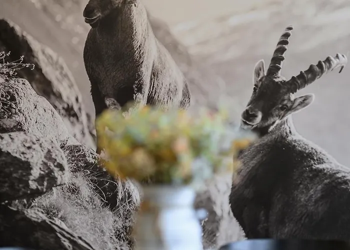 Dovski Razgled Appartement